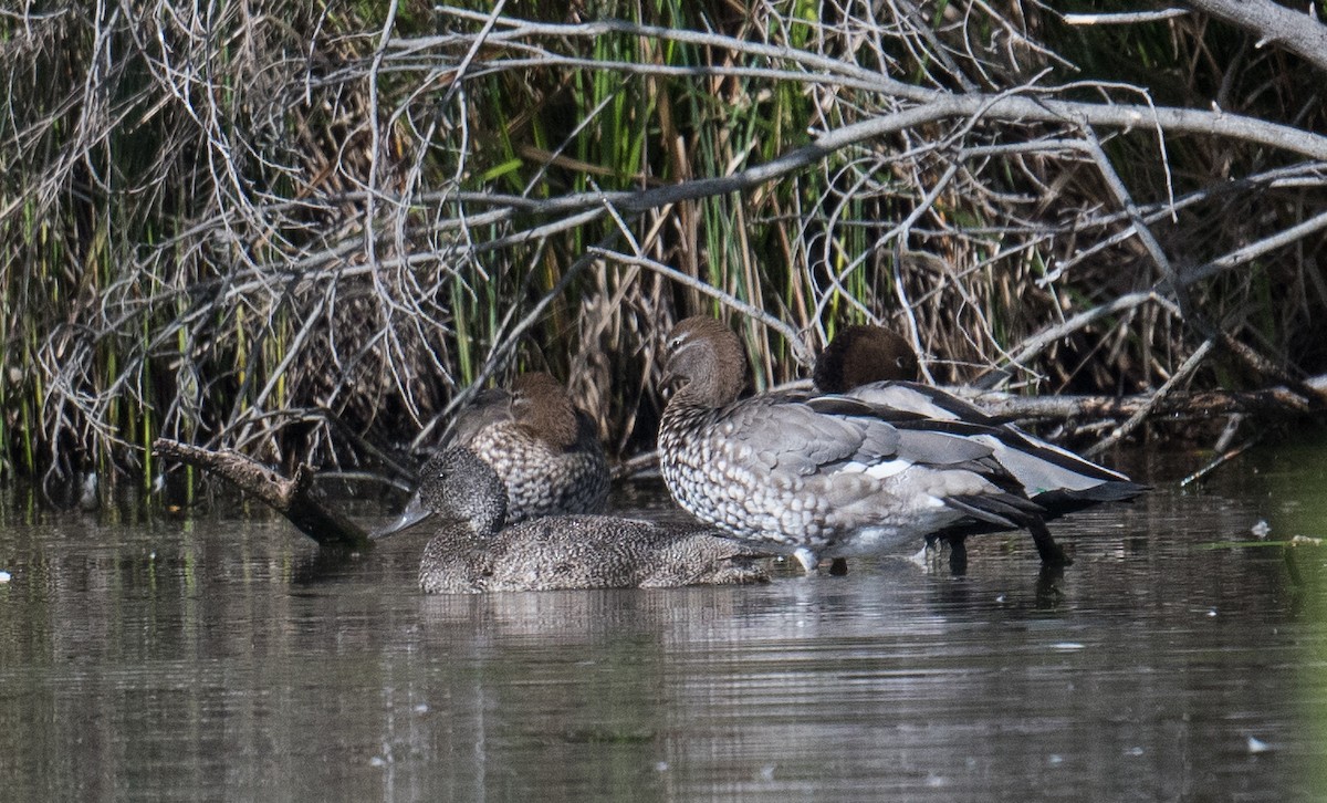 kachnovec vlnkovaný - ML645580874