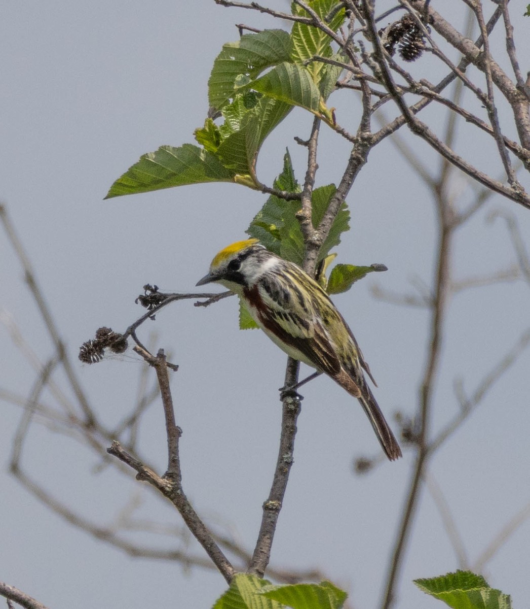 lesňáček rezavoboký - ML645580875