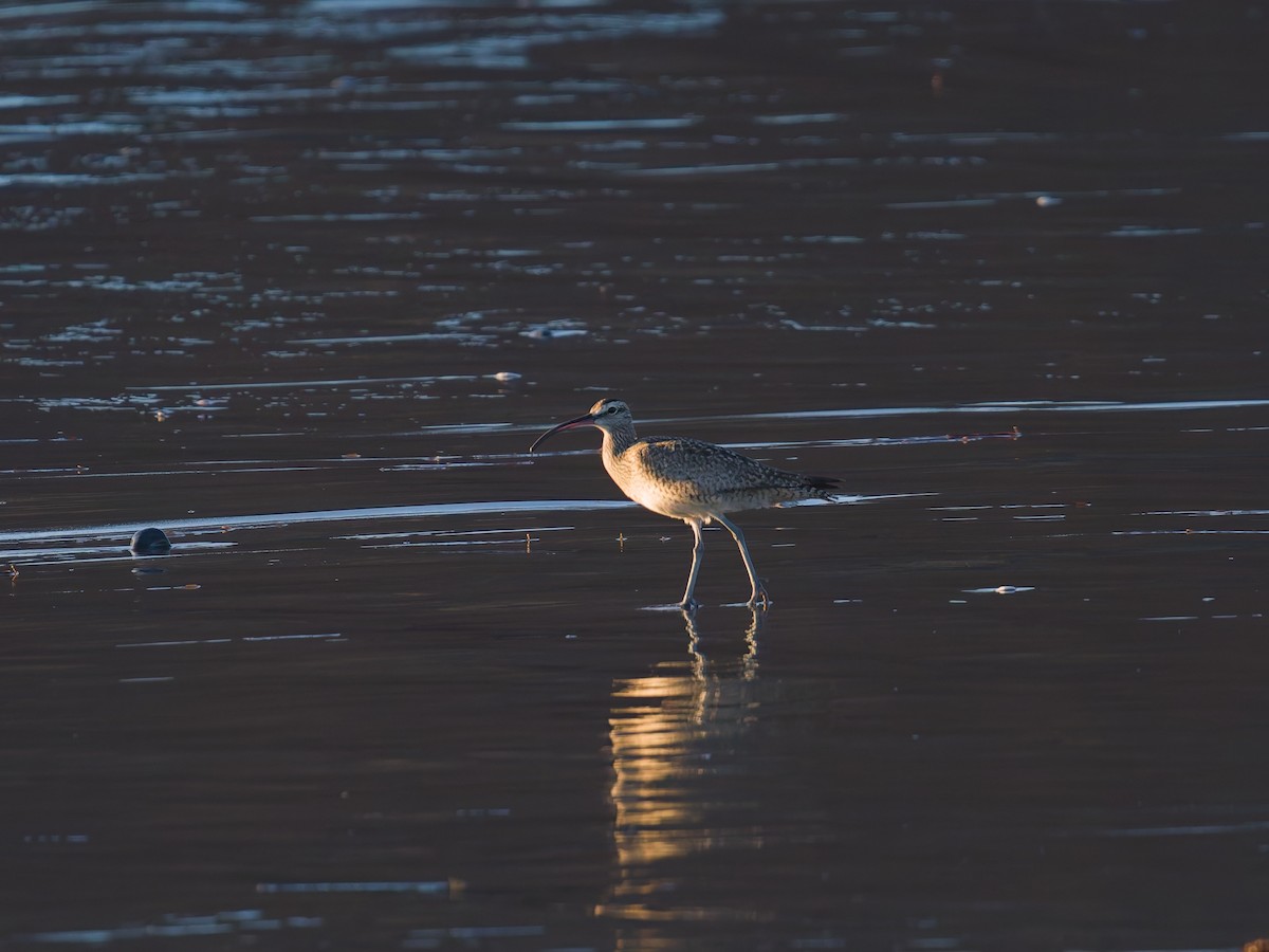 koliha hudsonská - ML645580876