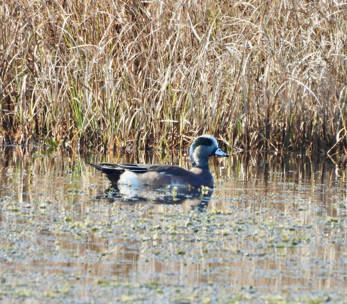 hvízdák americký - ML645580877