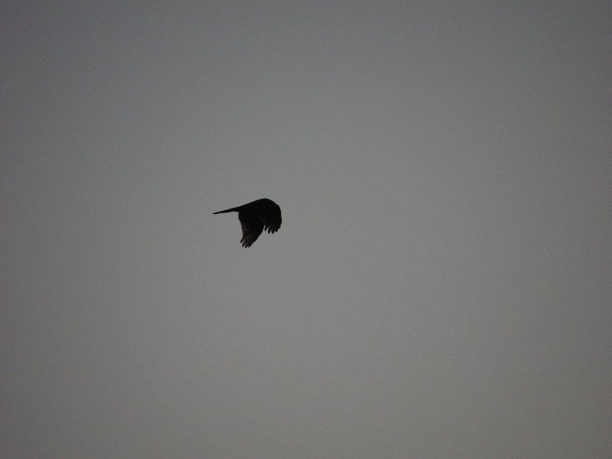 krahujec obecný - ML645580879