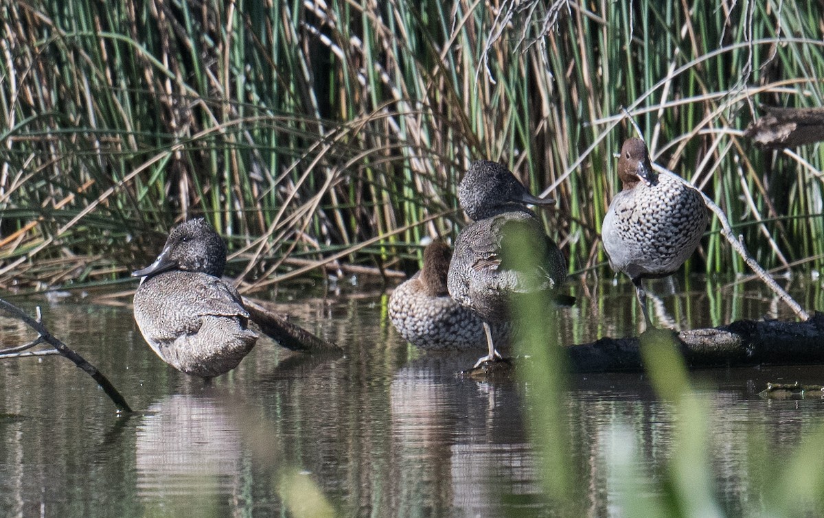 kachnovec vlnkovaný - ML645580880