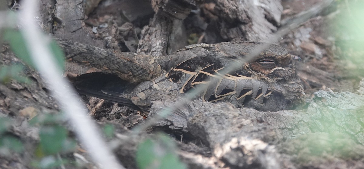 lelek šedočelý - ML645580881