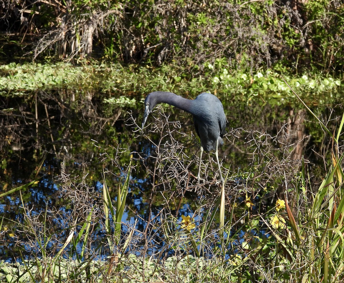 volavka modrošedá - ML645580882