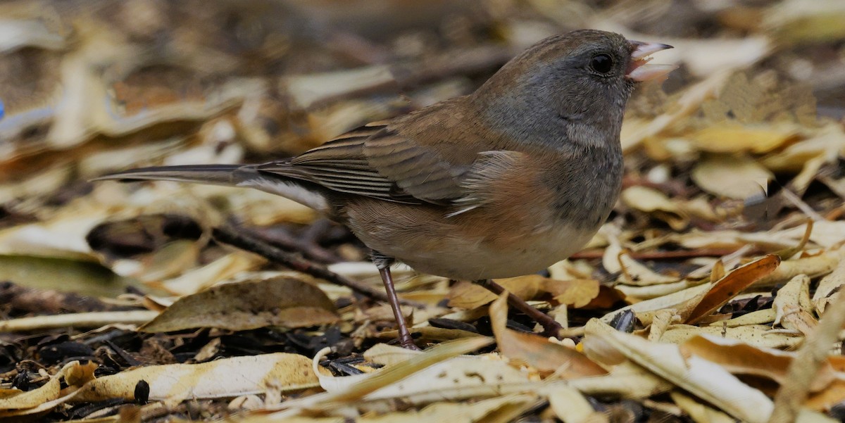 strnadec zimní - ML645580883