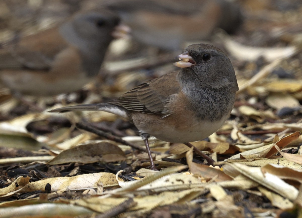 strnadec zimní - ML645580884