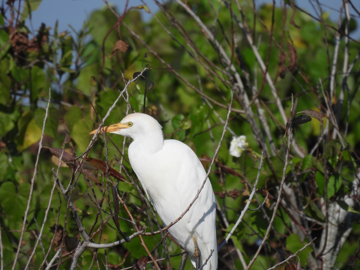 volavka rusohlavá - ML645580887