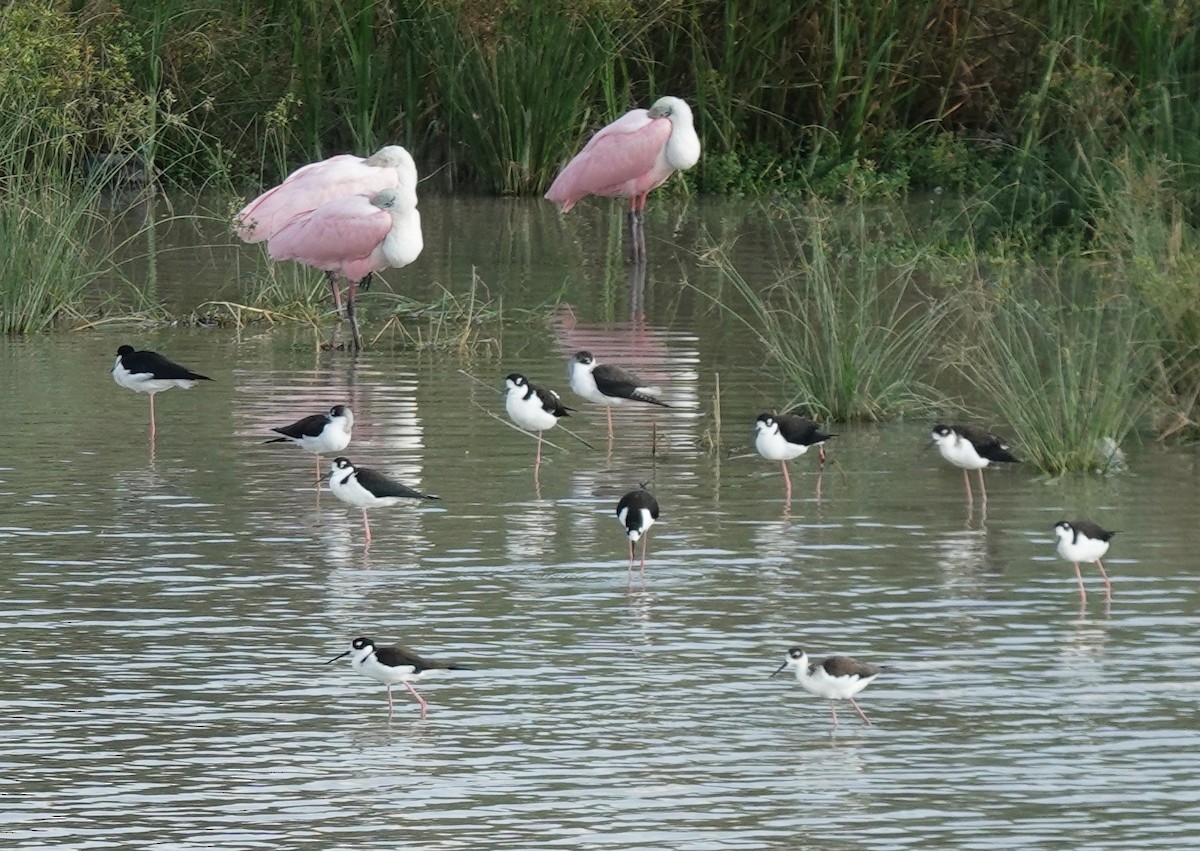 pisila černokrká - ML645580889