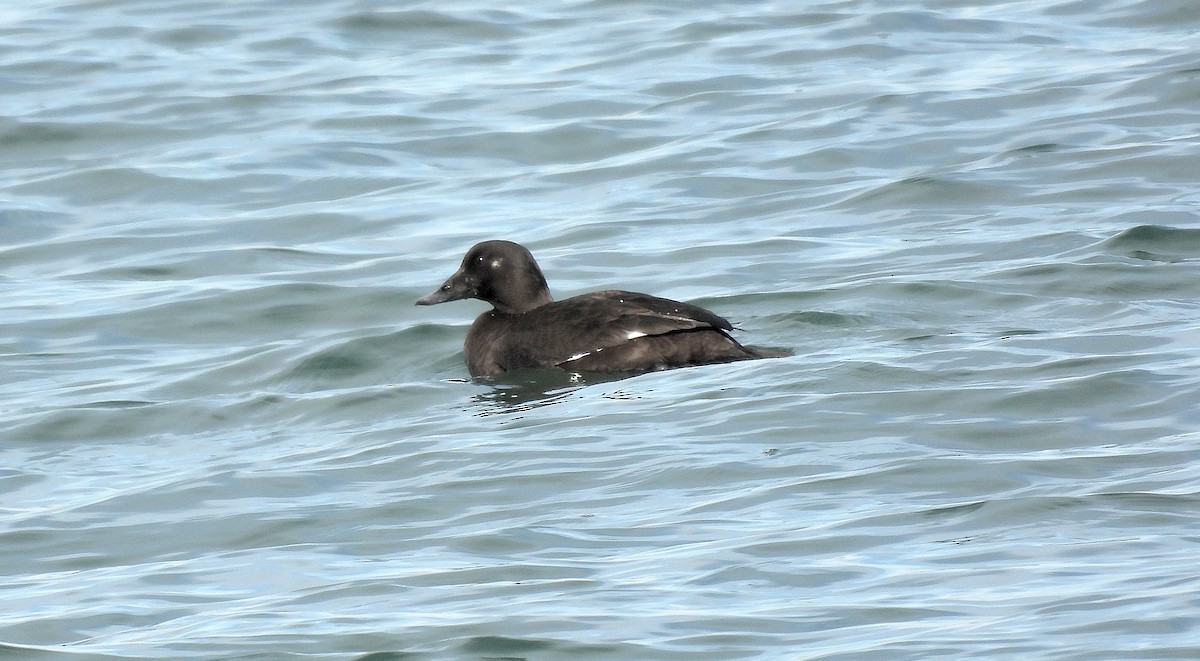 turpan žlutozobý - ML645580891