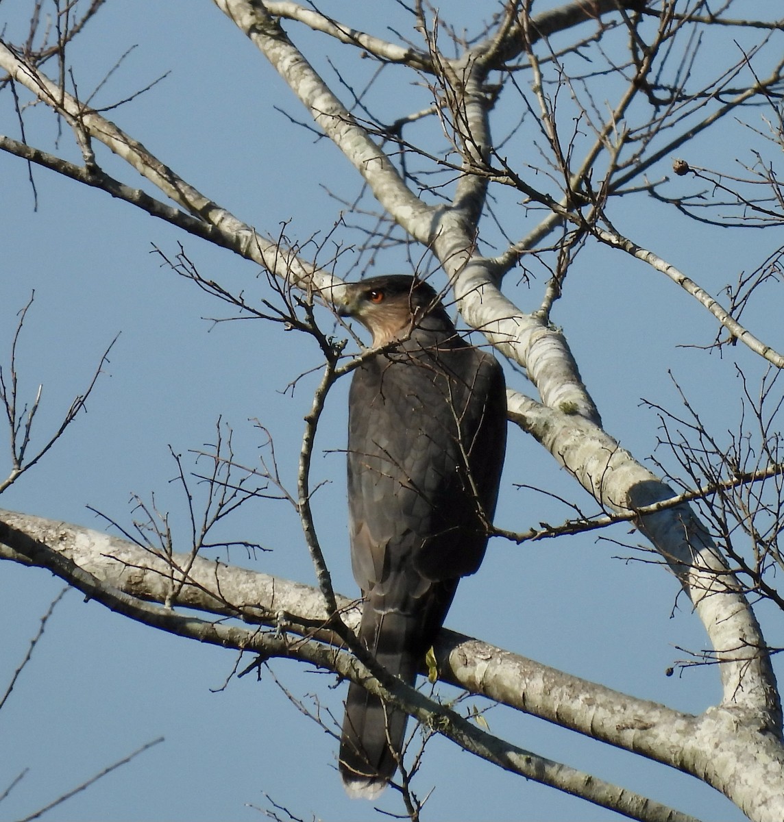 jestřáb americký - ML645580893