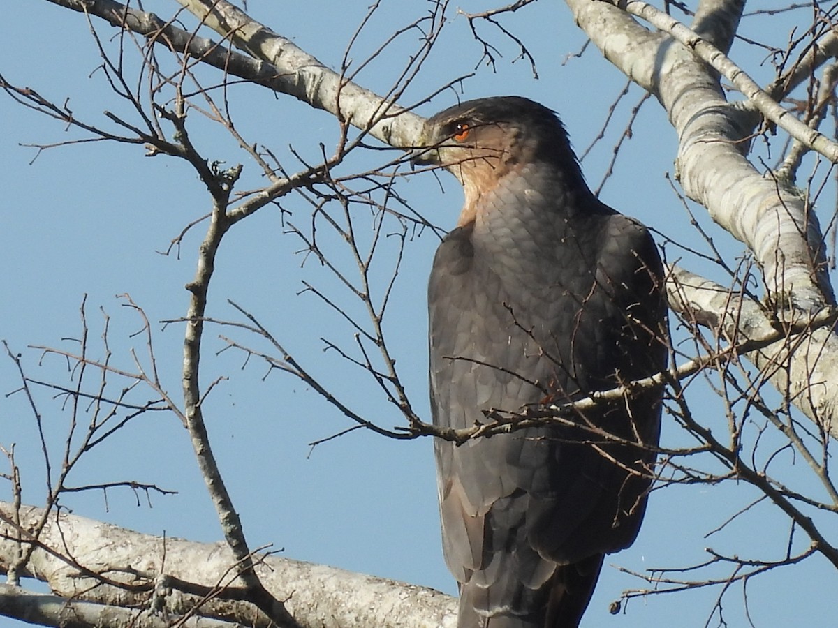 jestřáb americký - ML645580894