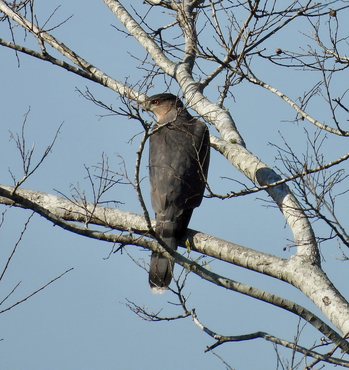 jestřáb americký - ML645580895