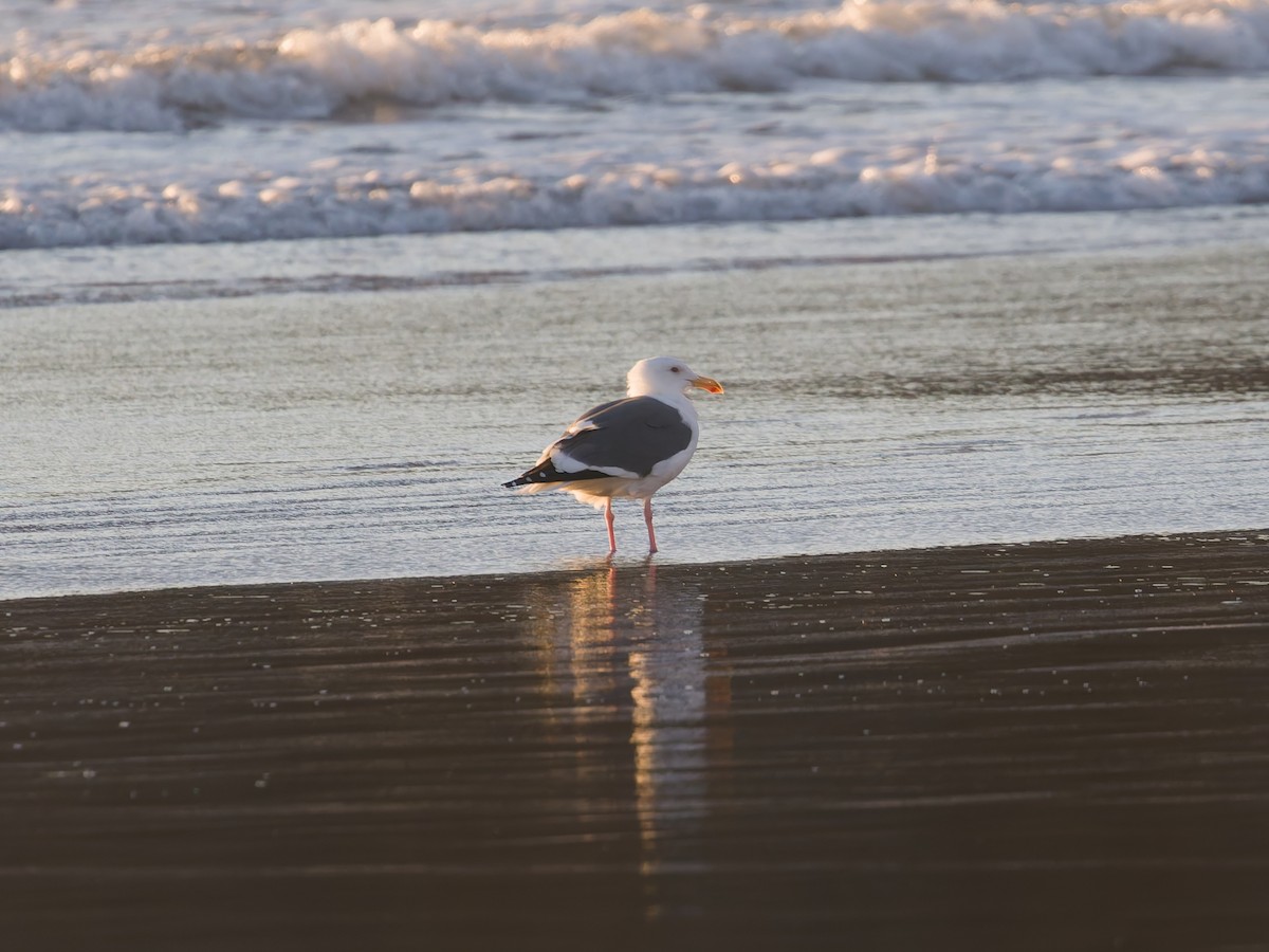 racek západní - ML645580896