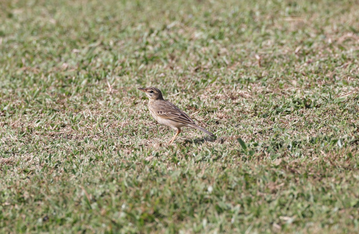 Paddyfield Pipit - ML645580900