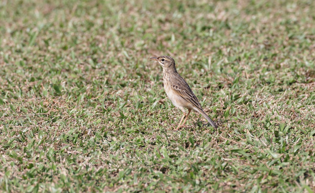 Paddyfield Pipit - ML645580901