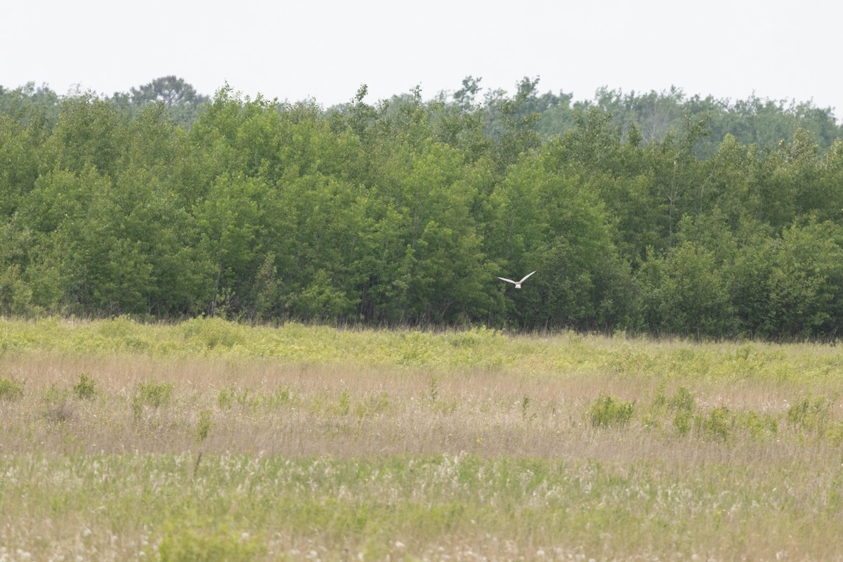Aguilucho de Hudson - ML645580910