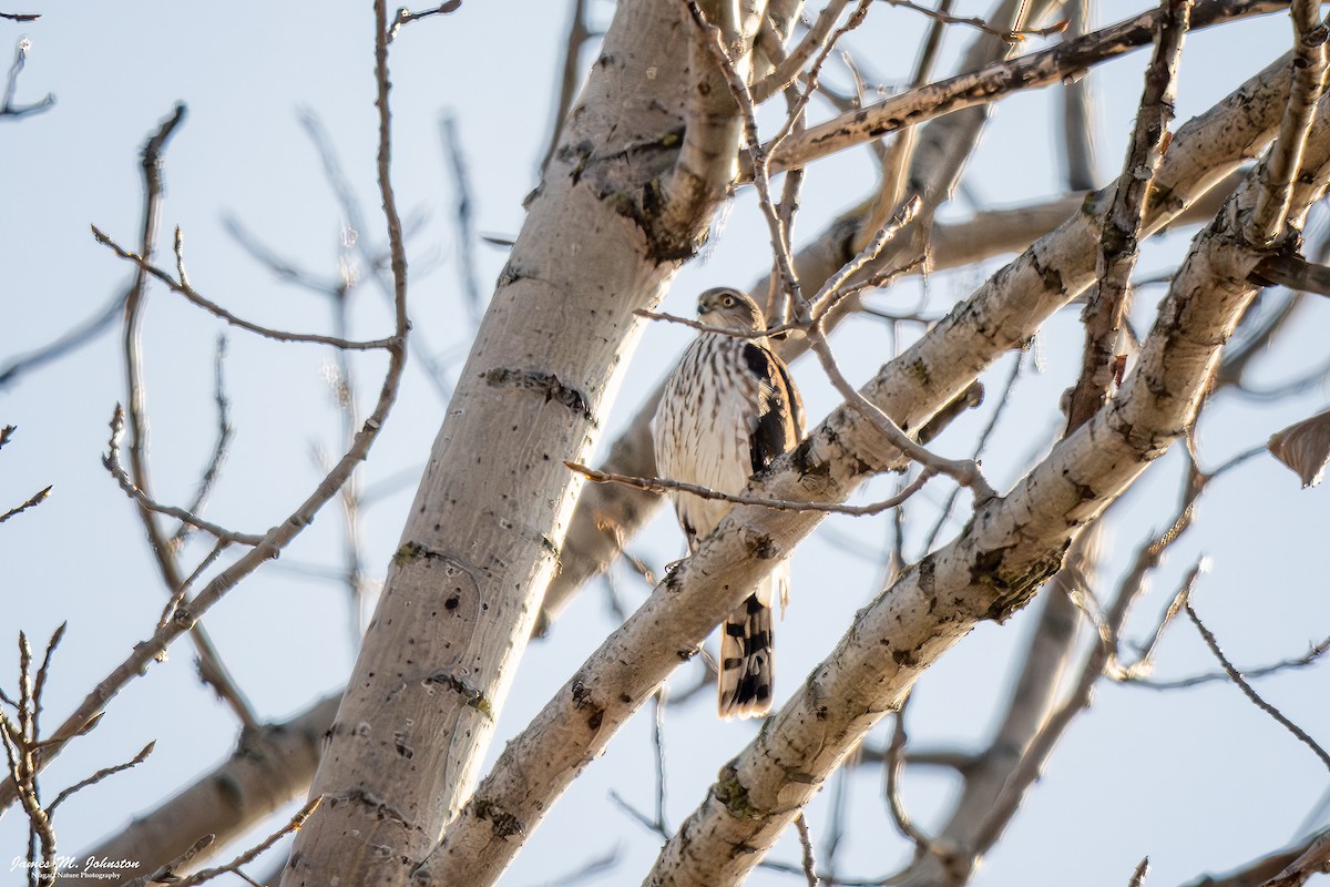 クーパーハイタカ - ML645580912