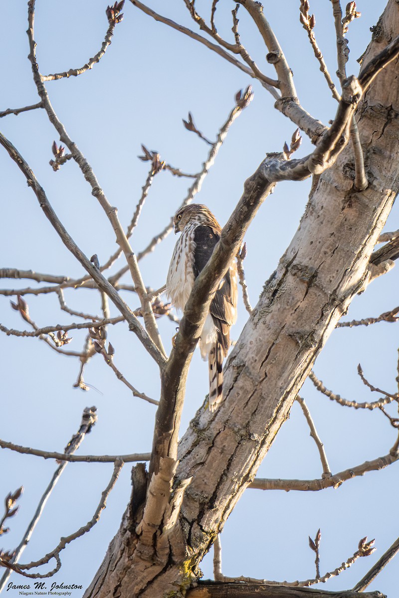 クーパーハイタカ - ML645580913