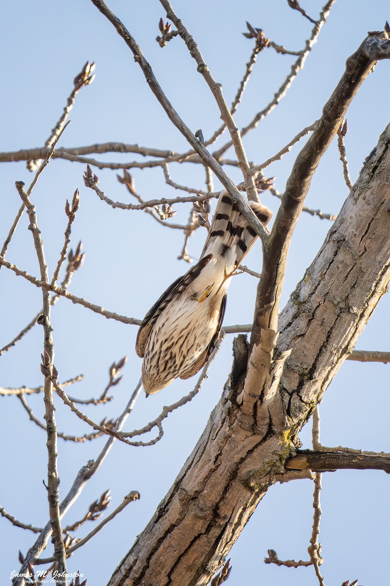 クーパーハイタカ - ML645580914