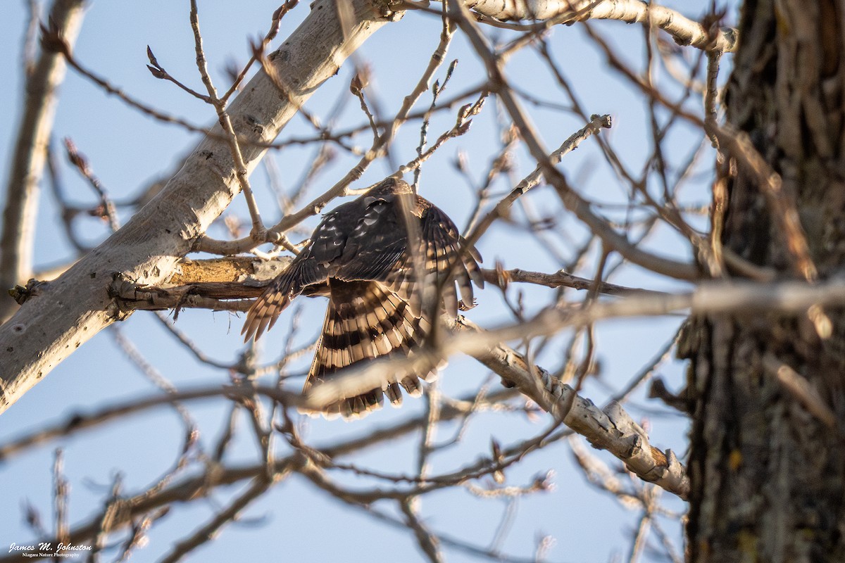 クーパーハイタカ - ML645580915