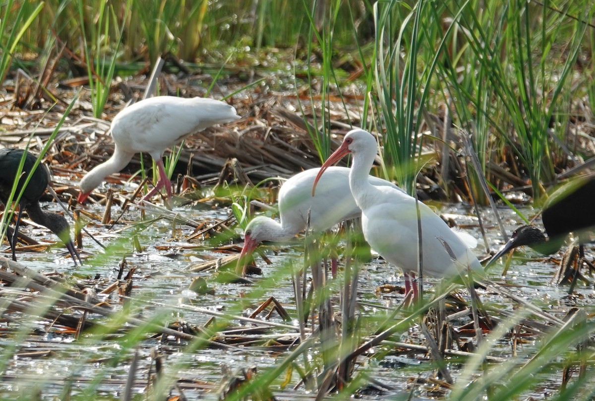 Белый ибис - ML645580926