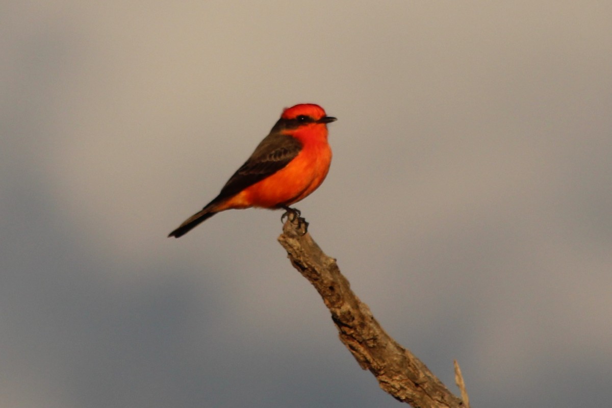 Vermilion Flycatcher - ML645580927