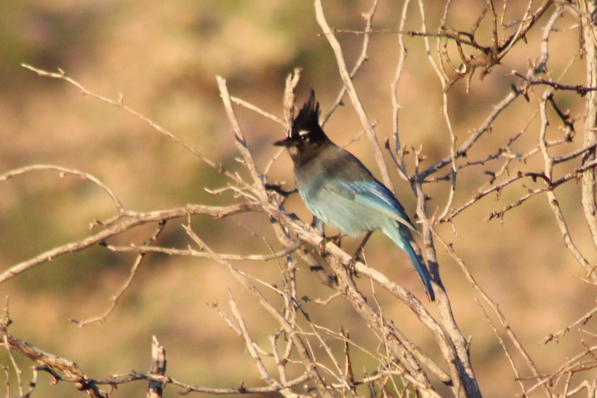 Steller's Jay (Southwest Interior) - ML645580933