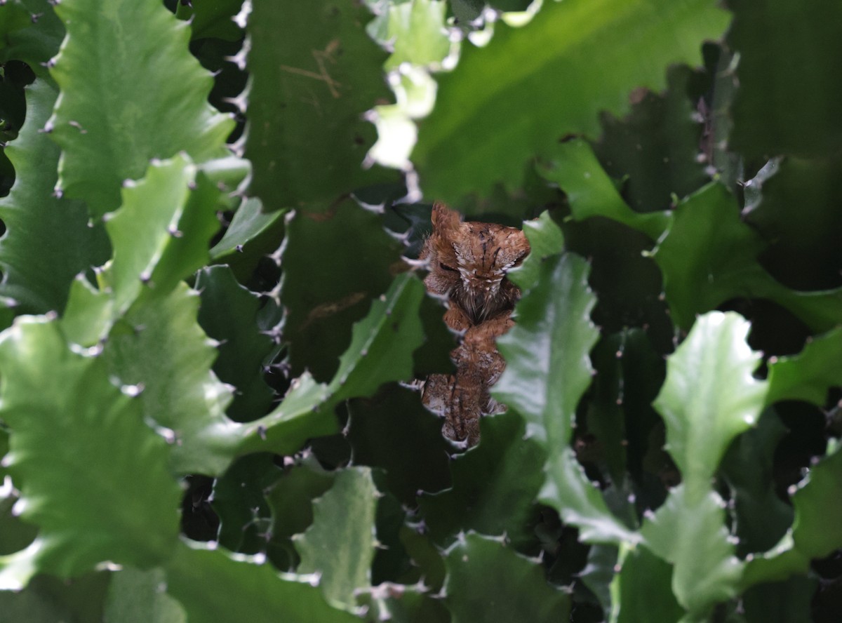 Ойн орволго - ML645580945