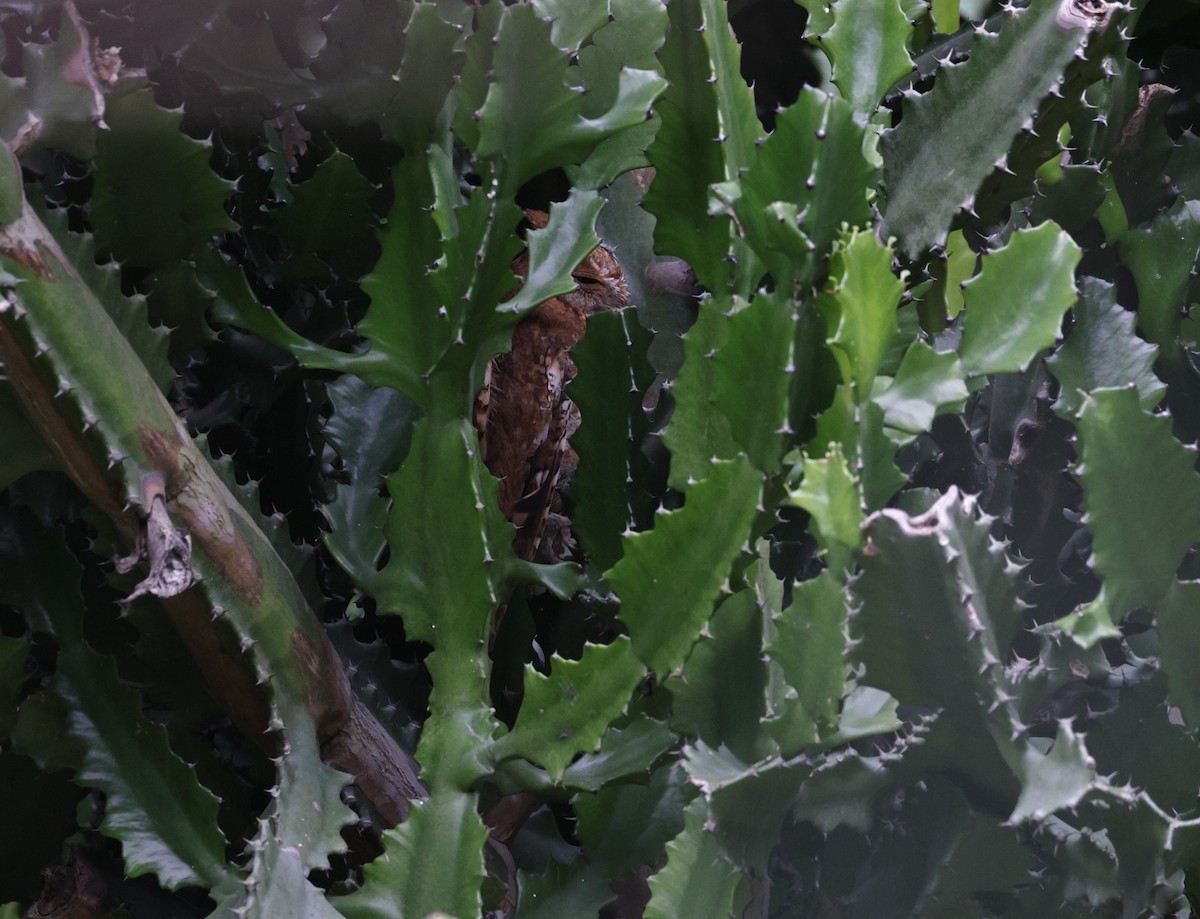 Ойн орволго - ML645580946