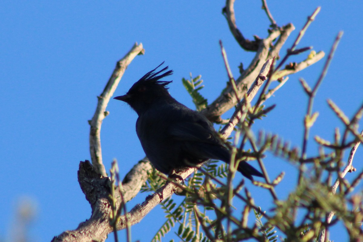 Phainopepla - ML645580949