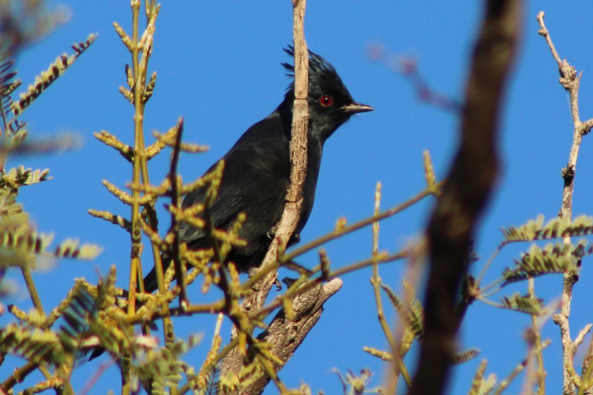 Phainopepla - ML645580950