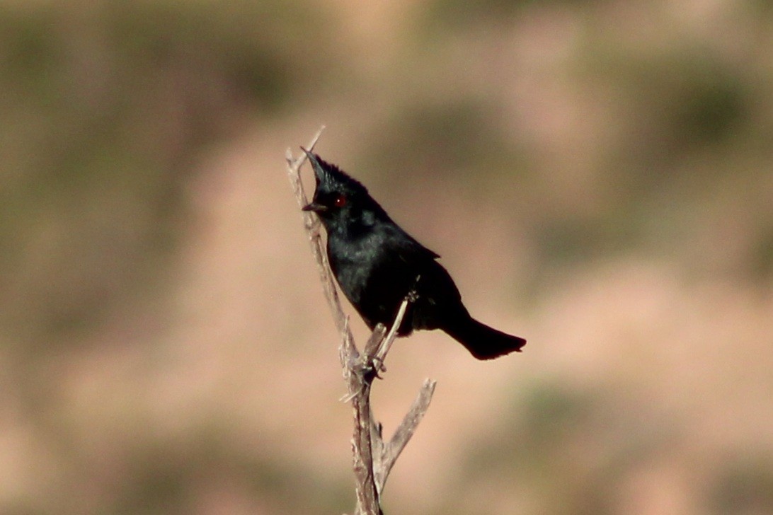 Phainopepla - ML645580951