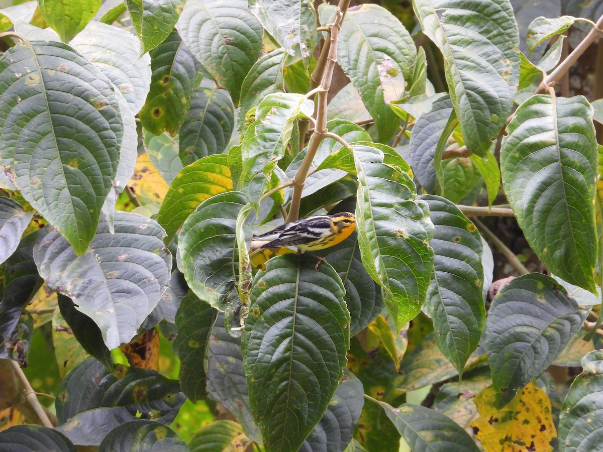 Blackburnian Warbler - ML645580973