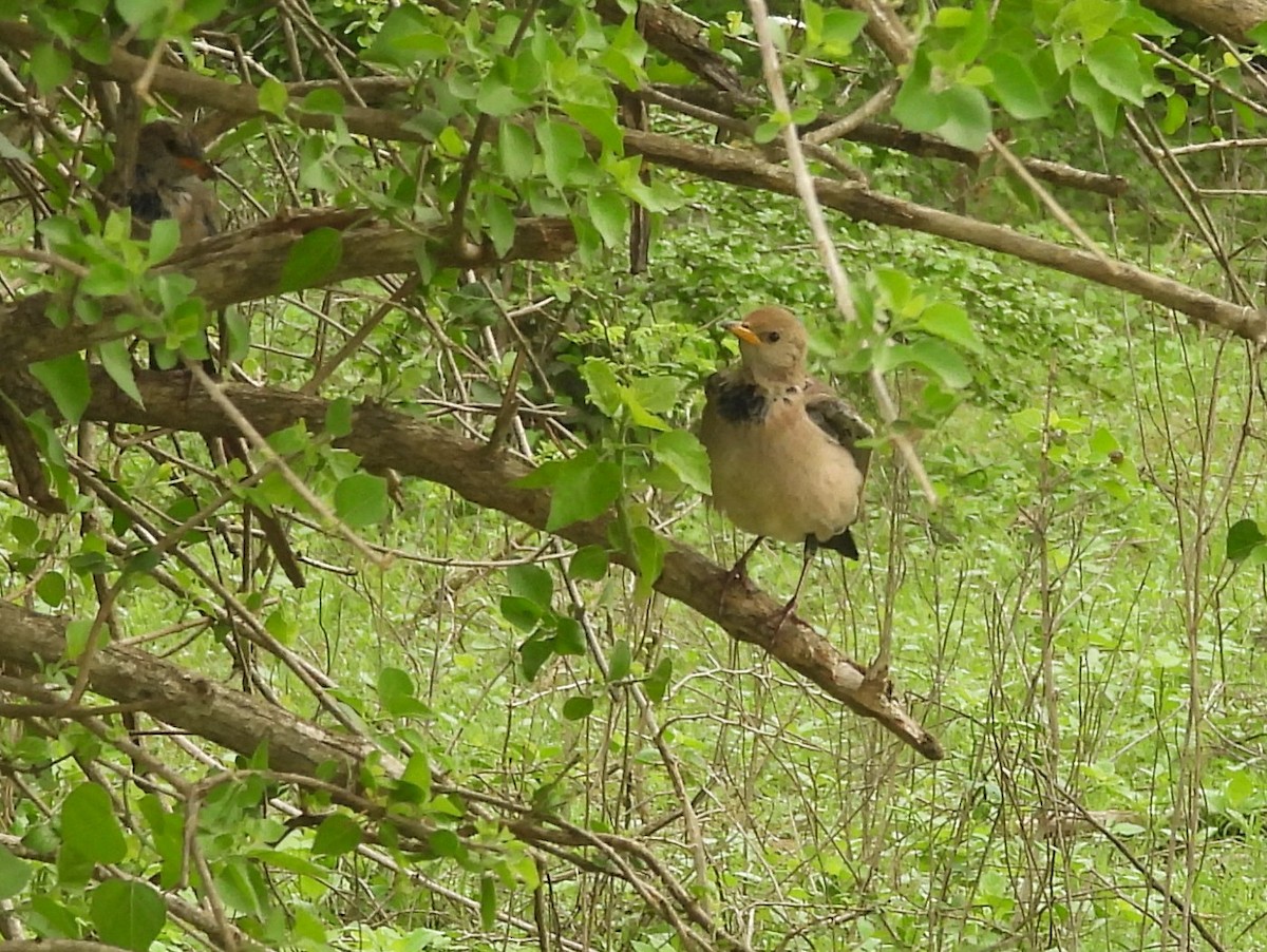 Rosy Starling - ML645580989