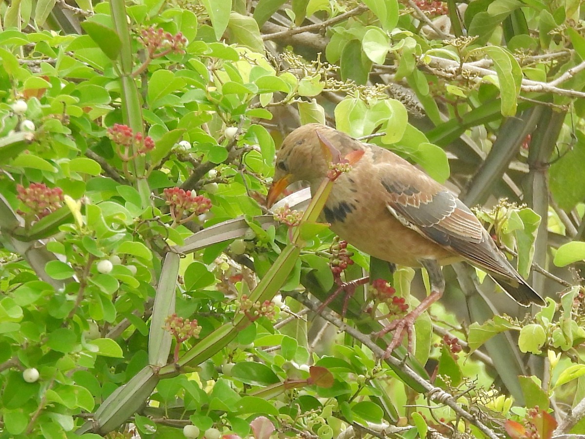 Rosy Starling - ML645580990