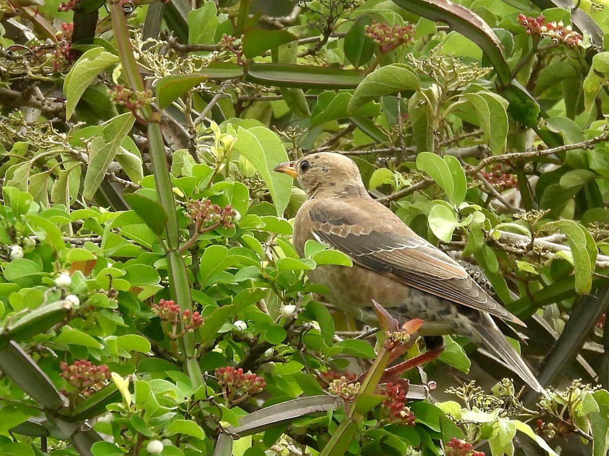 Rosy Starling - ML645580991