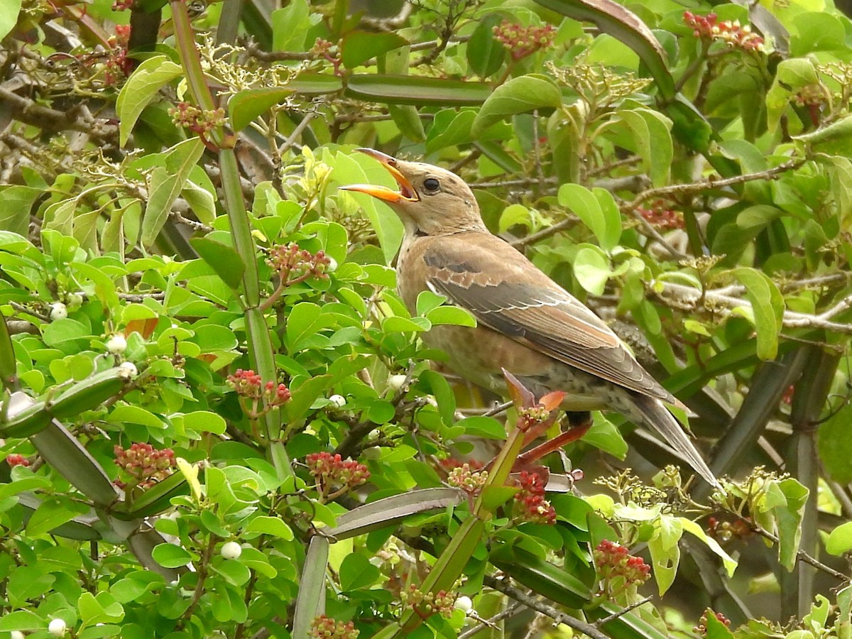 Rosy Starling - ML645580992