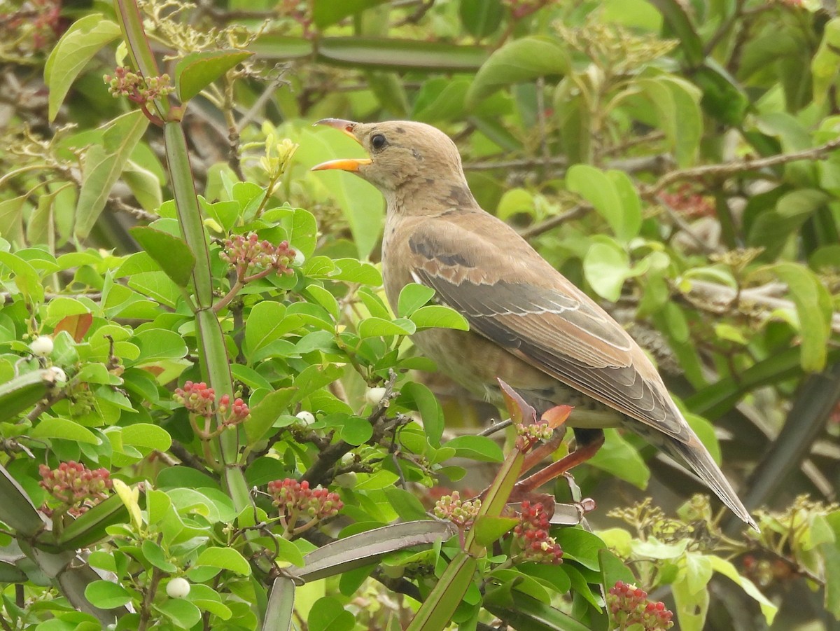 Rosy Starling - ML645580993