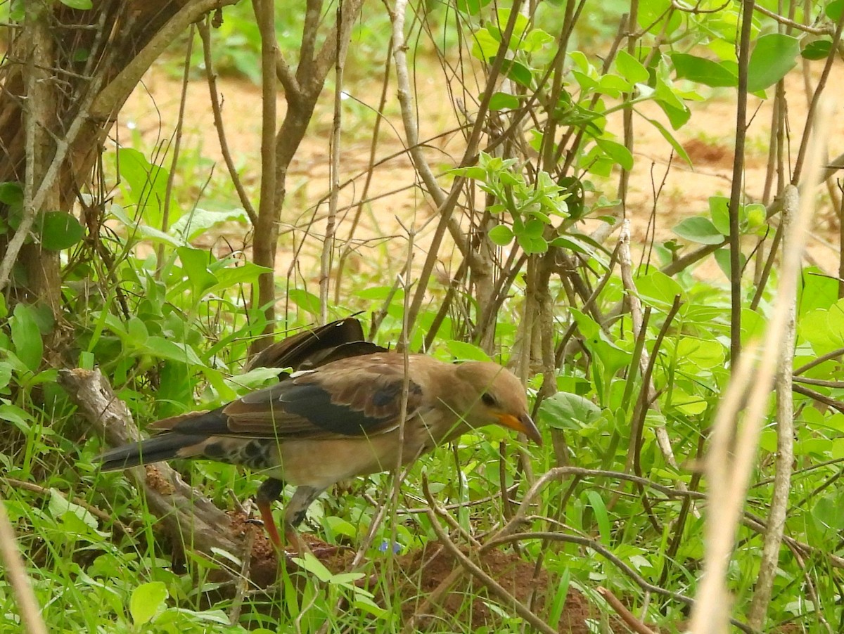 Rosy Starling - ML645580994