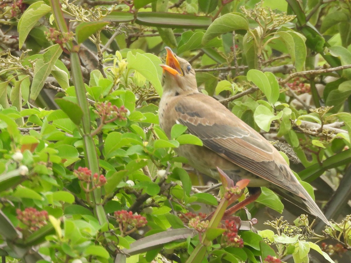 Rosy Starling - ML645580995