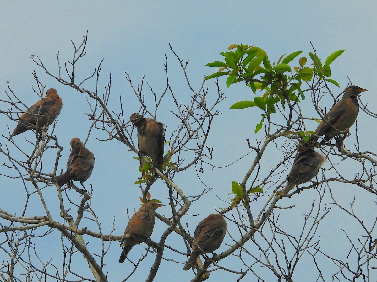 Rosy Starling - ML645580996