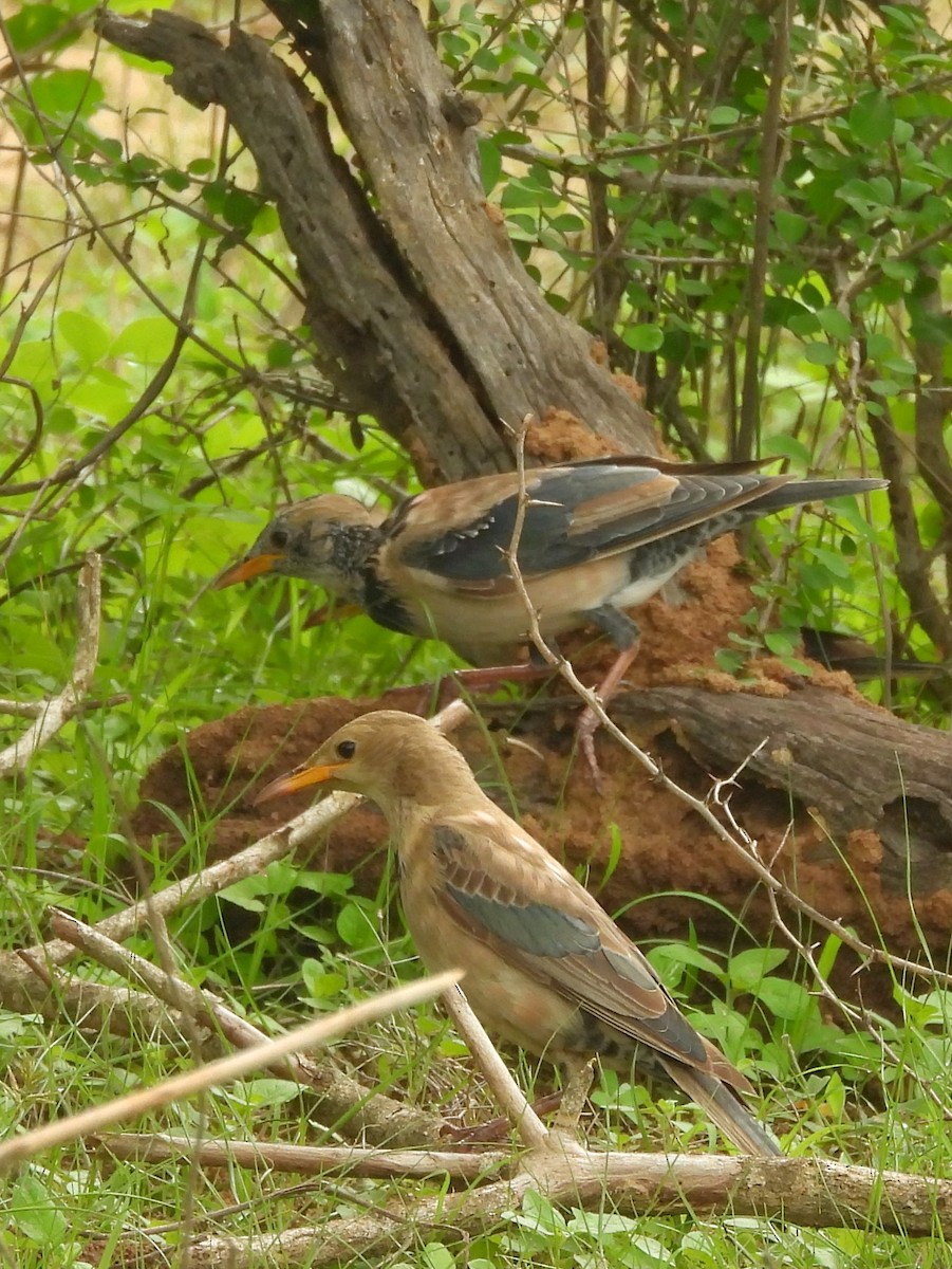Rosy Starling - ML645580997