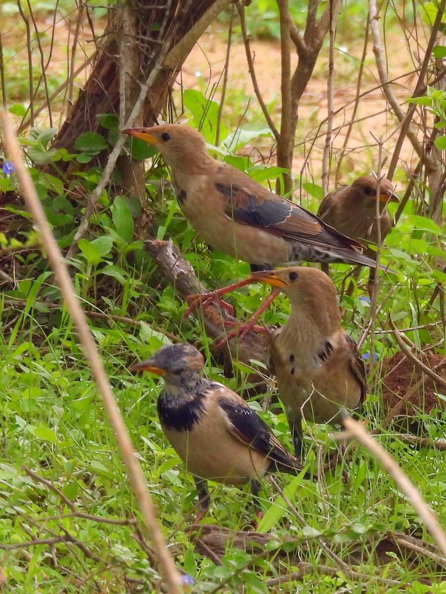 Rosy Starling - ML645580998