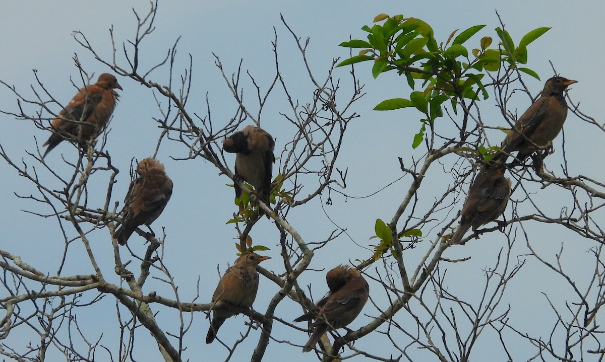 Rosy Starling - ML645580999