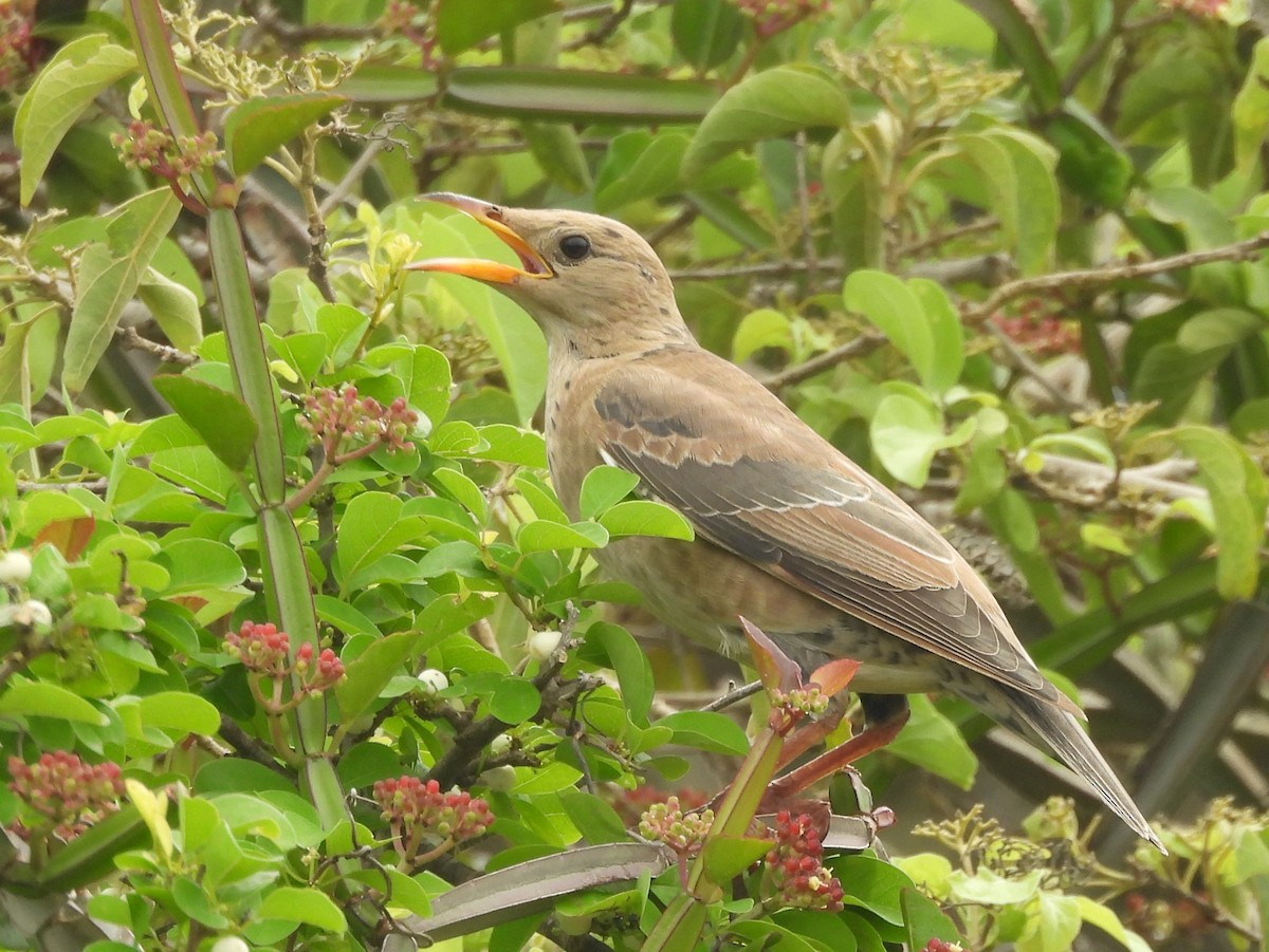 Rosy Starling - ML645581000
