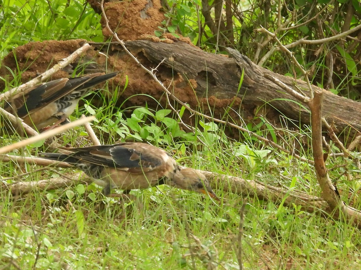 Rosy Starling - ML645581001