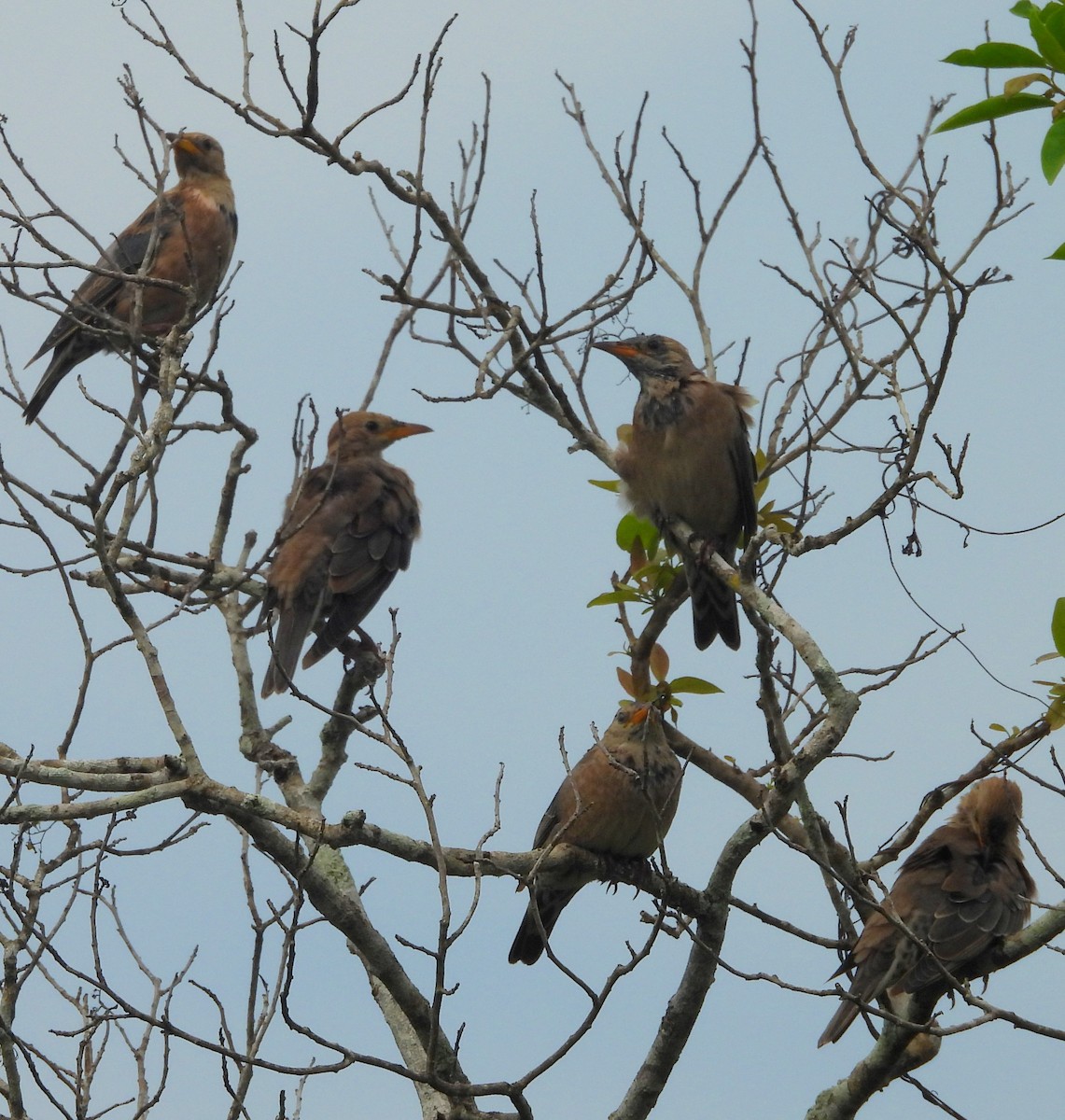 Rosy Starling - ML645581002