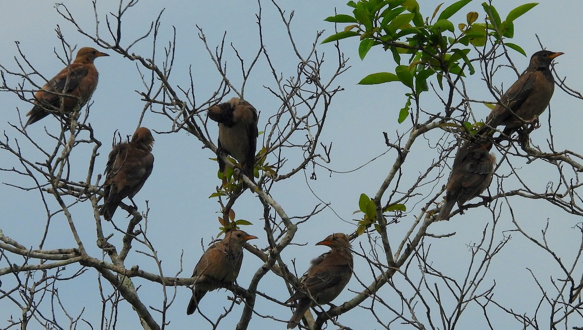 Rosy Starling - ML645581003