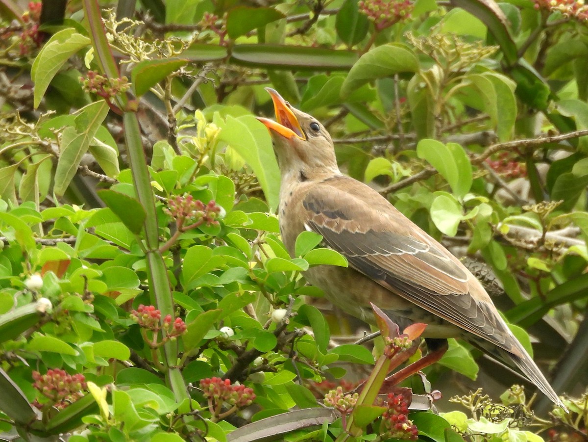 Rosy Starling - ML645581004