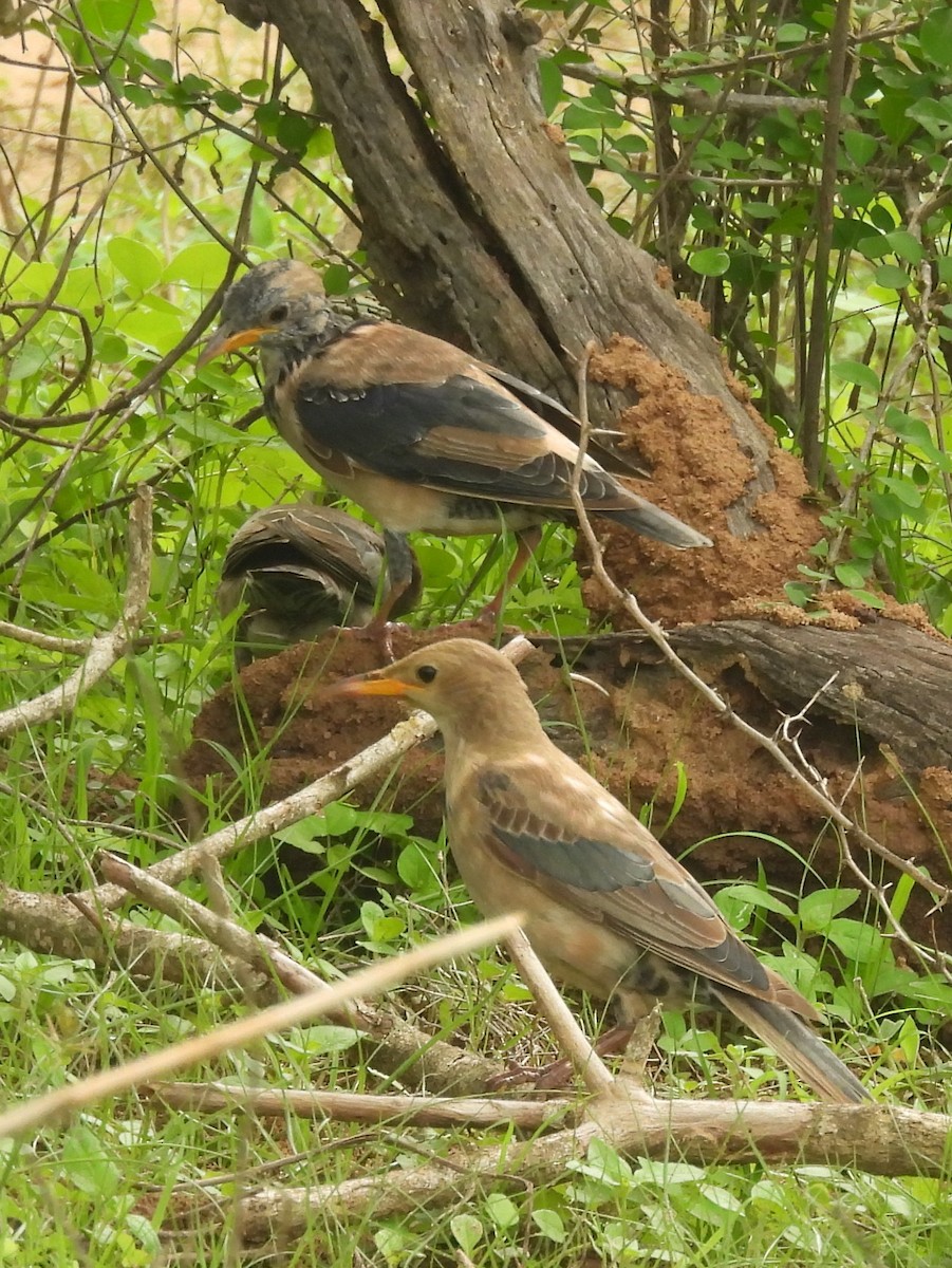 Rosy Starling - ML645581005